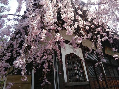 谷中界隈の桜>>>青雲寺