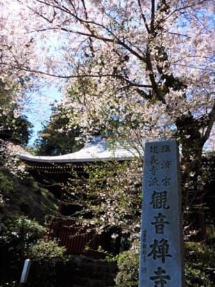 緑区中野　観音寺の枝垂桜