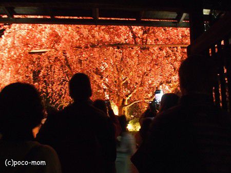 妙心寺退蔵院　食事つき春の特別拝観　、夜の紅枝垂れ桜　