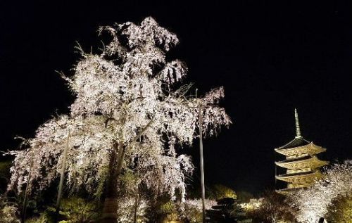 東寺 夜桜ライトアップ（2019年4月6日拝観）