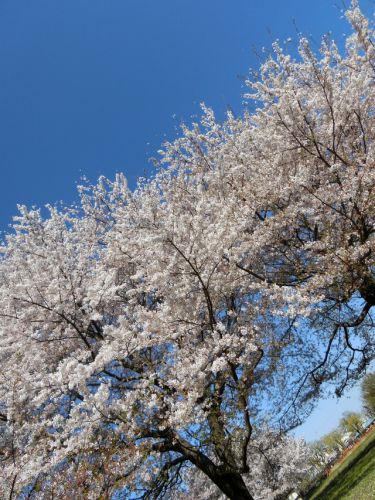 2019/4/13(土) 武蔵国分寺七重塔跡 東京都