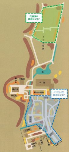 北鎌倉・明月院の花菖蒲（はなしょうぶ）・２０１９年◆境内花巡り（２）◆本堂後庭園
