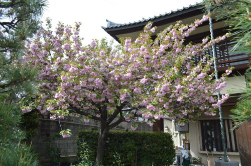 桜上029　　本昌寺の桜です　　４月１８日　