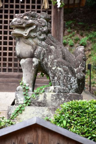 宇治上神社の狛犬達