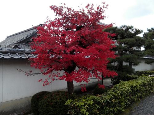 11月19日　養徳院(京都市)でいただいた素敵な見開き御朱印