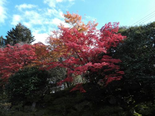 11月19日　霊鑑寺(京都市)でいただいた御朱印