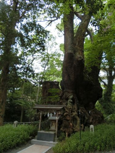 2019/9/21(土)来宮神社 静岡県