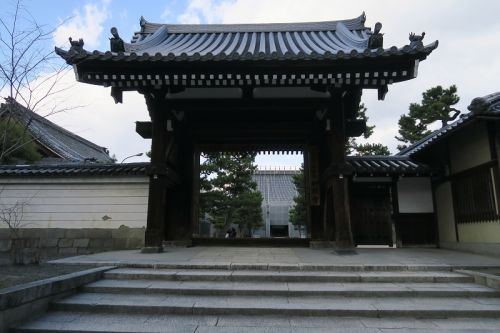 百萬遍知恩寺の富士桜