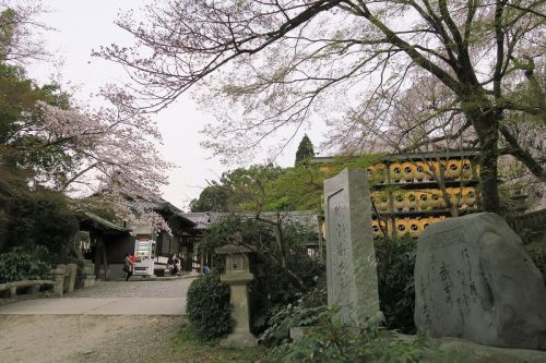 大石神社、大石桜のライトアップ