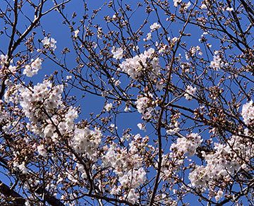 長命寺の桜もちリベンジ