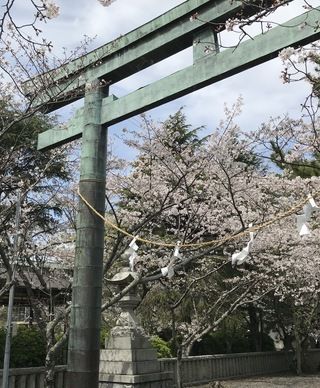 【2020年4月】焼津神社の桜