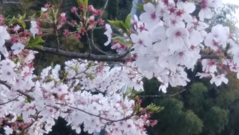 [岩屋寺日記]   桜 の力