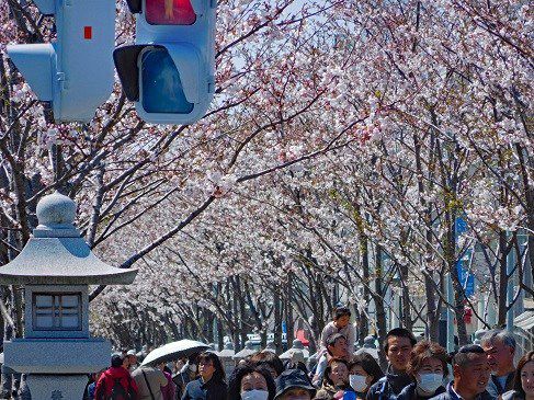 鶴岡八幡宮・四月の祭礼と行事～桜咲く卯月～