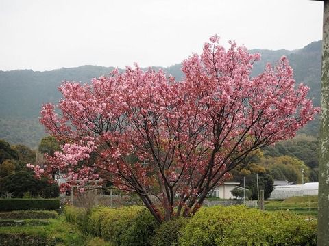 ハート桜の御朱印が人気　春日神社の阿吽の鹿さん（山口県防府市）