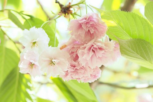 萩原神社の花