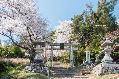 大宮神社　桜
