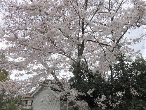 枚岡神社（2020年3月29日参拝）
