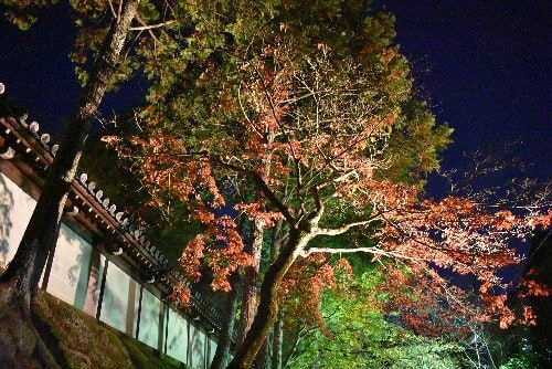 東福寺 ライトアップ夜間特別拝観（2020年11月28日参拝）
