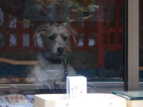 小ネタ集：【社務所での出会い】水鏡天満宮の看板犬に頭突きされたのもよい思い出です…。（福岡県福岡市中央区） - 私の好きな場所