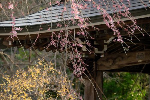 雲居寺の枝垂れ桜