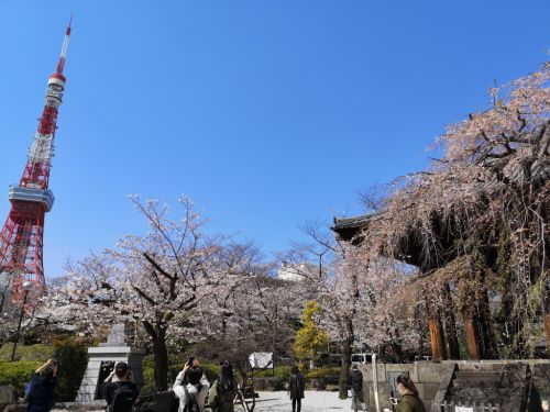 桜満開の東京！　3月24日の桜　芝・増上寺にて
