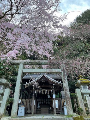 哲学の道・大豊神社の桜