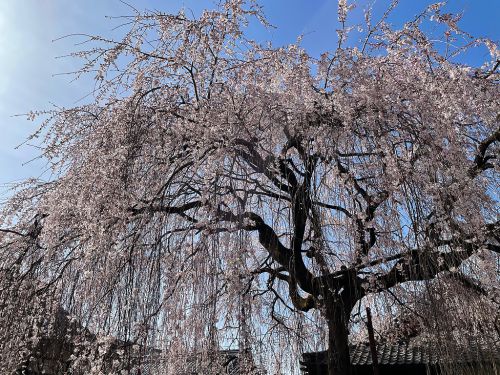 枝垂れ桜の名所 本満寺の桜の季節限定御朱印