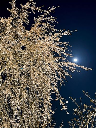 平野神社の夜桜ライトアップ