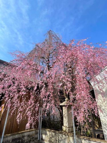 妙伝寺（妙傳寺）の枝垂れ桜　京都でも穴場の桜スポット