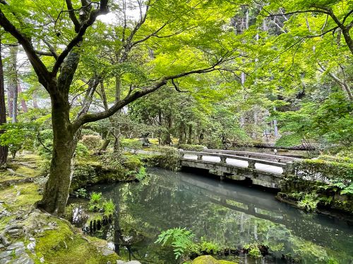京都・法然院の新緑