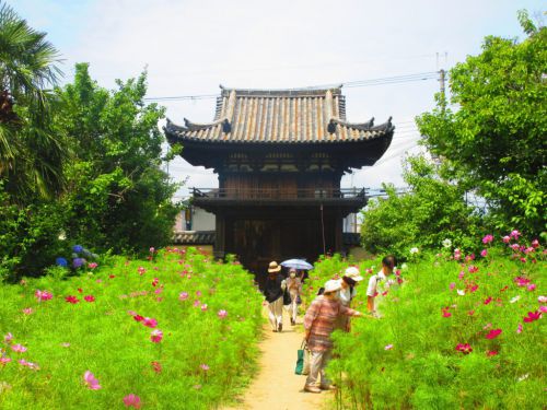 【奈良】四季の花が咲き乱れるコスモス寺「般若寺」の御朱印