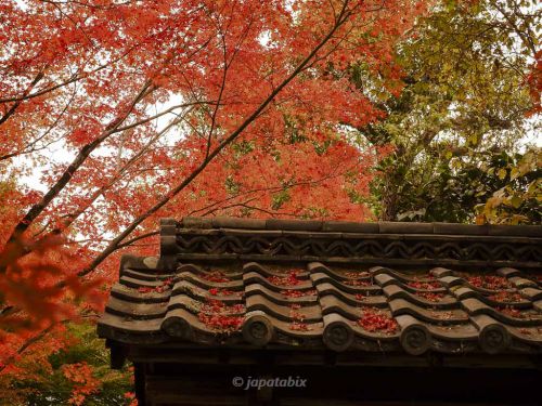 【京都 金福寺の紅葉2021年版】紅葉見頃や見どころを解説！