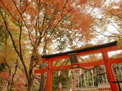 【京都 大原野神社の紅葉2021年版】紅葉の見頃や見どころを解説！