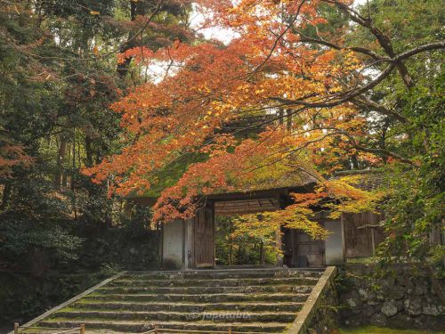 【京都 法然院の紅葉2021年版】紅葉の見頃や見どころを解説！
