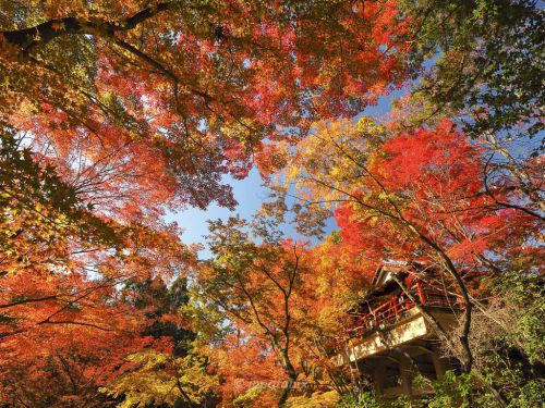 【京都 今熊野観音寺の紅葉2021年版】空が真っ赤に染まる秋の絶景！紅葉の見頃や見どころを解説！