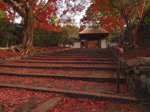 【京都 安楽寺の紅葉2021年版】山門前の散紅葉は必見！紅葉の見頃や見どころを解説！