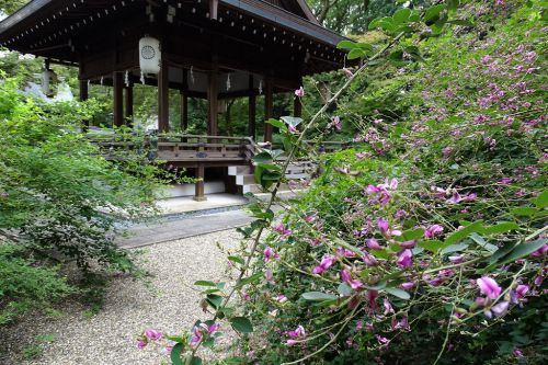 梨木神社、常林寺の萩