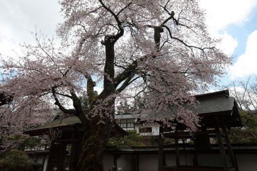 高野山 清浄心院 豊臣秀吉が花見をした傘桜と弘法大師が彫った秘仏