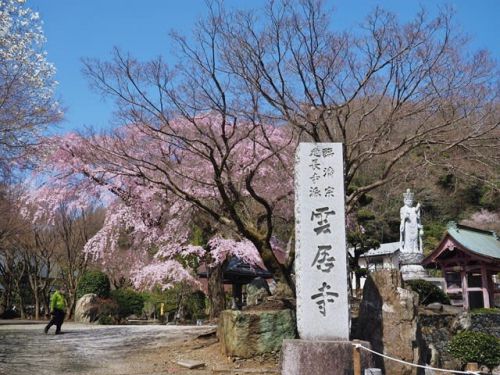 緑区根小屋　雲居寺を参拝（枝垂れ桜見）