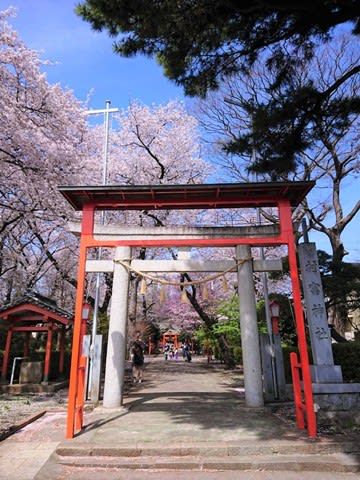 中央区矢部　村富稲荷神社と桜