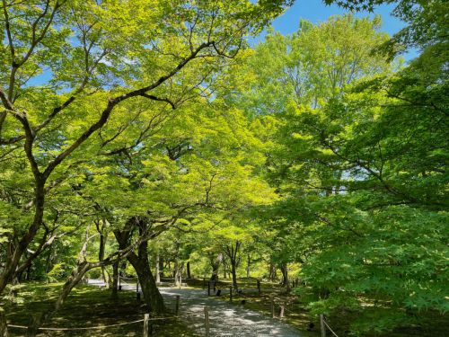 東福寺の新緑