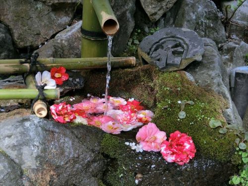 しだれ桜と椿、そして狛○○の神社 哲学の道 大豊神社