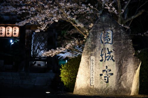 三井寺　夜桜ライトアップ