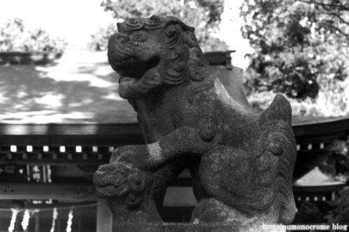 狛犬たちのモノローグ　　File1016　　小谷田氷川神社